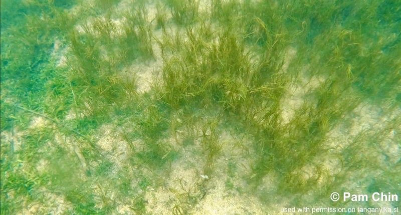 Katale Bay 04